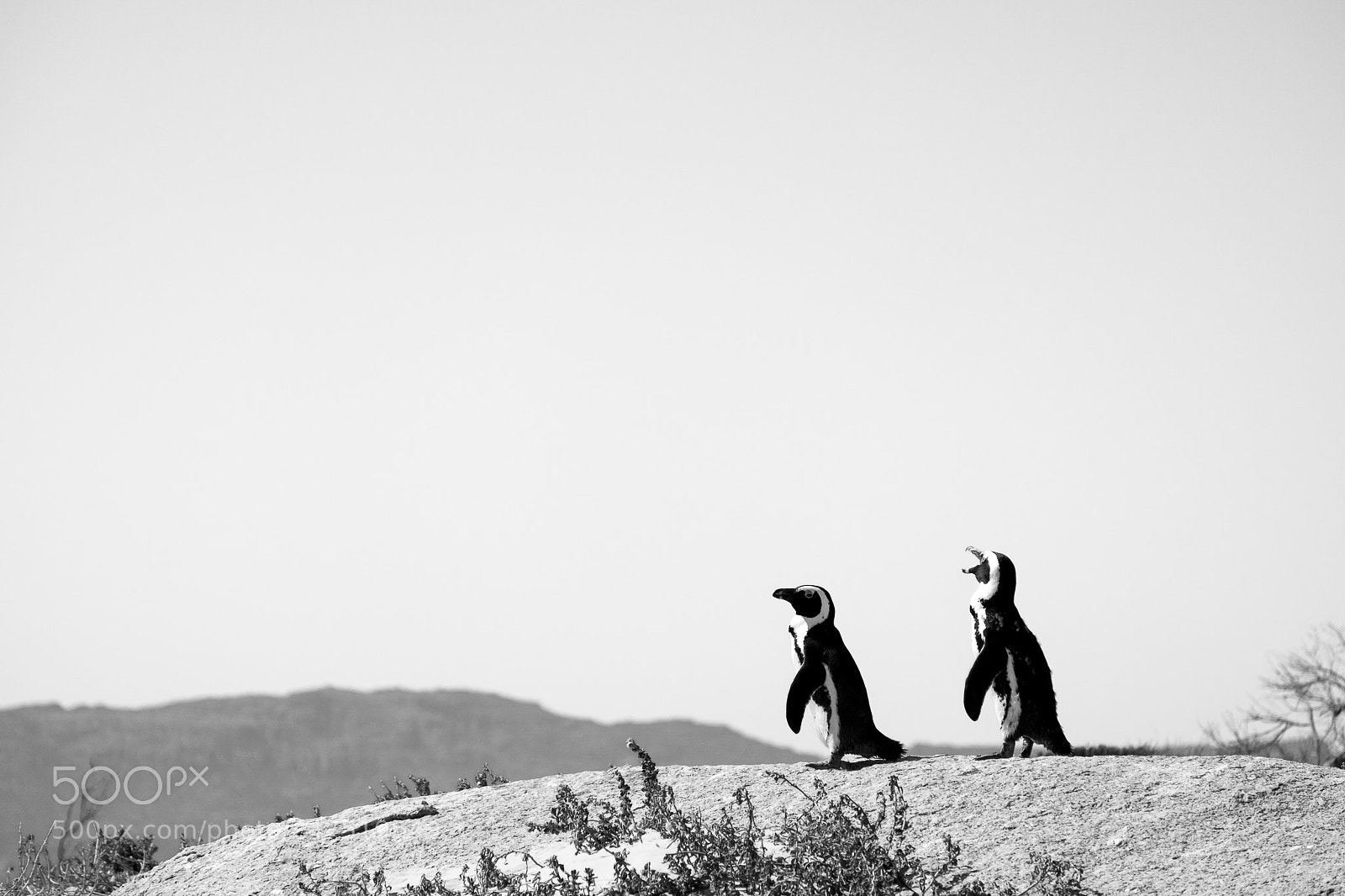 Fujifilm X-T1 sample photo. Boulders beach penguins photography