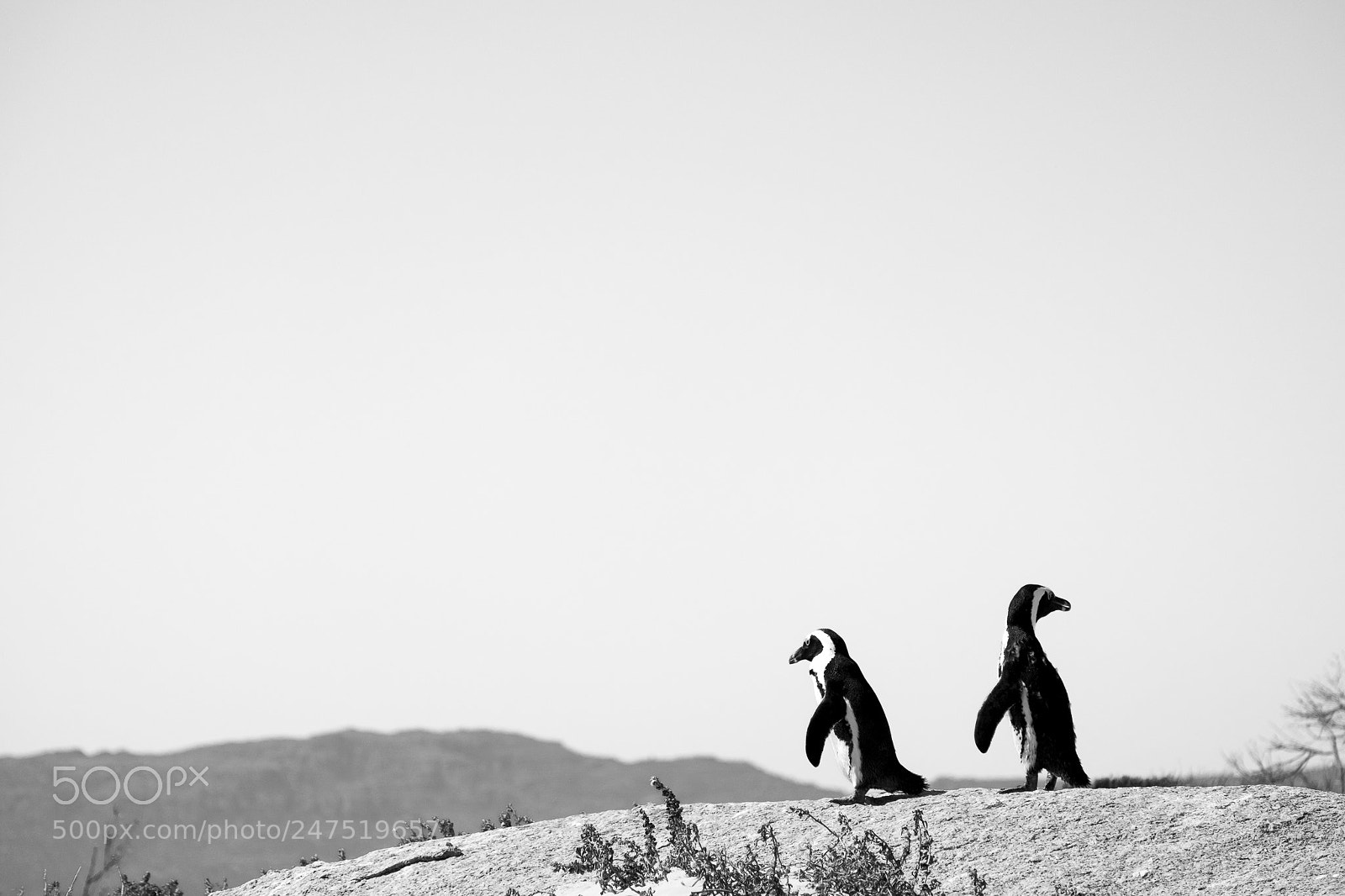 Fujifilm X-T1 sample photo. Boulders beach penguins photography