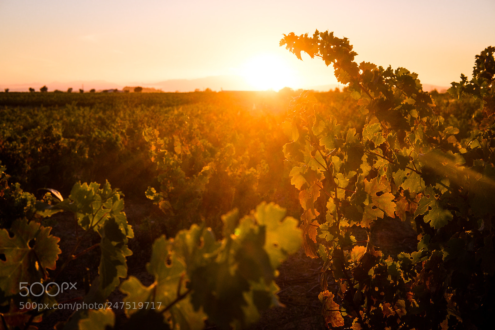 Fujifilm X-T1 sample photo. Franschhoek photography