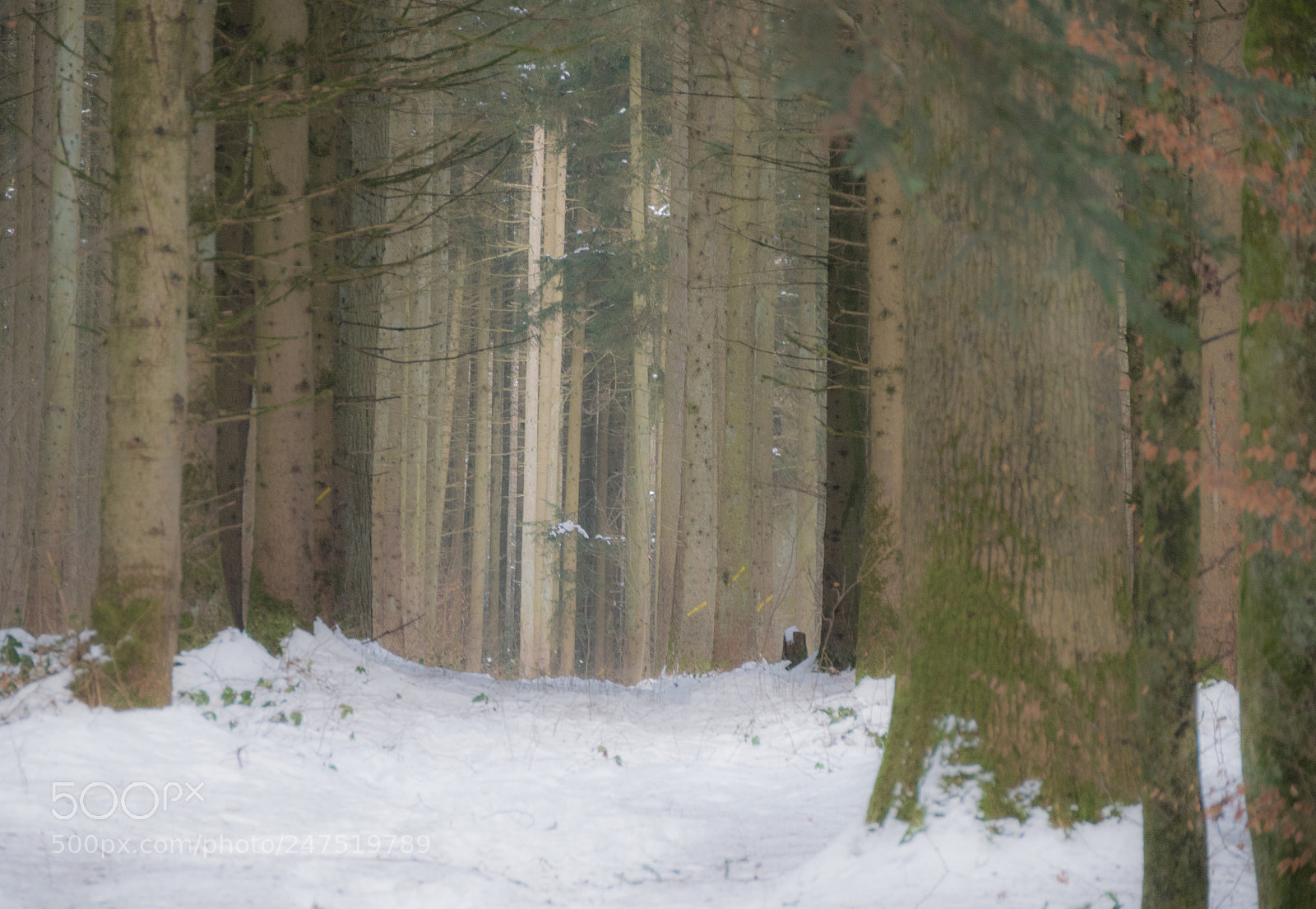Panasonic DMC-G70 sample photo. Winter woodland photography