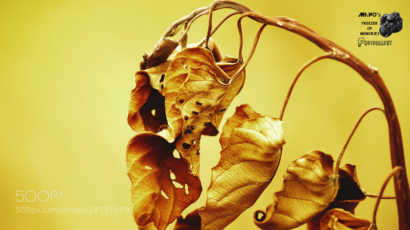 Sony SLT-A58 sample photo. Dry leaves photography