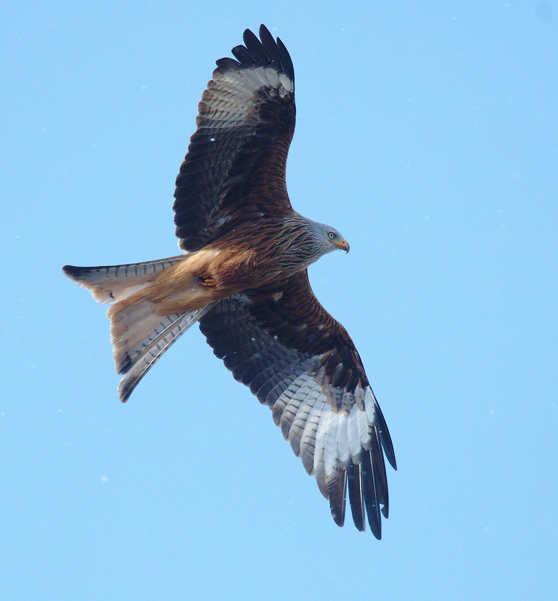 Nikon Nikkor AF-S 300mm F4E PF ED VR sample photo. Red kite photography