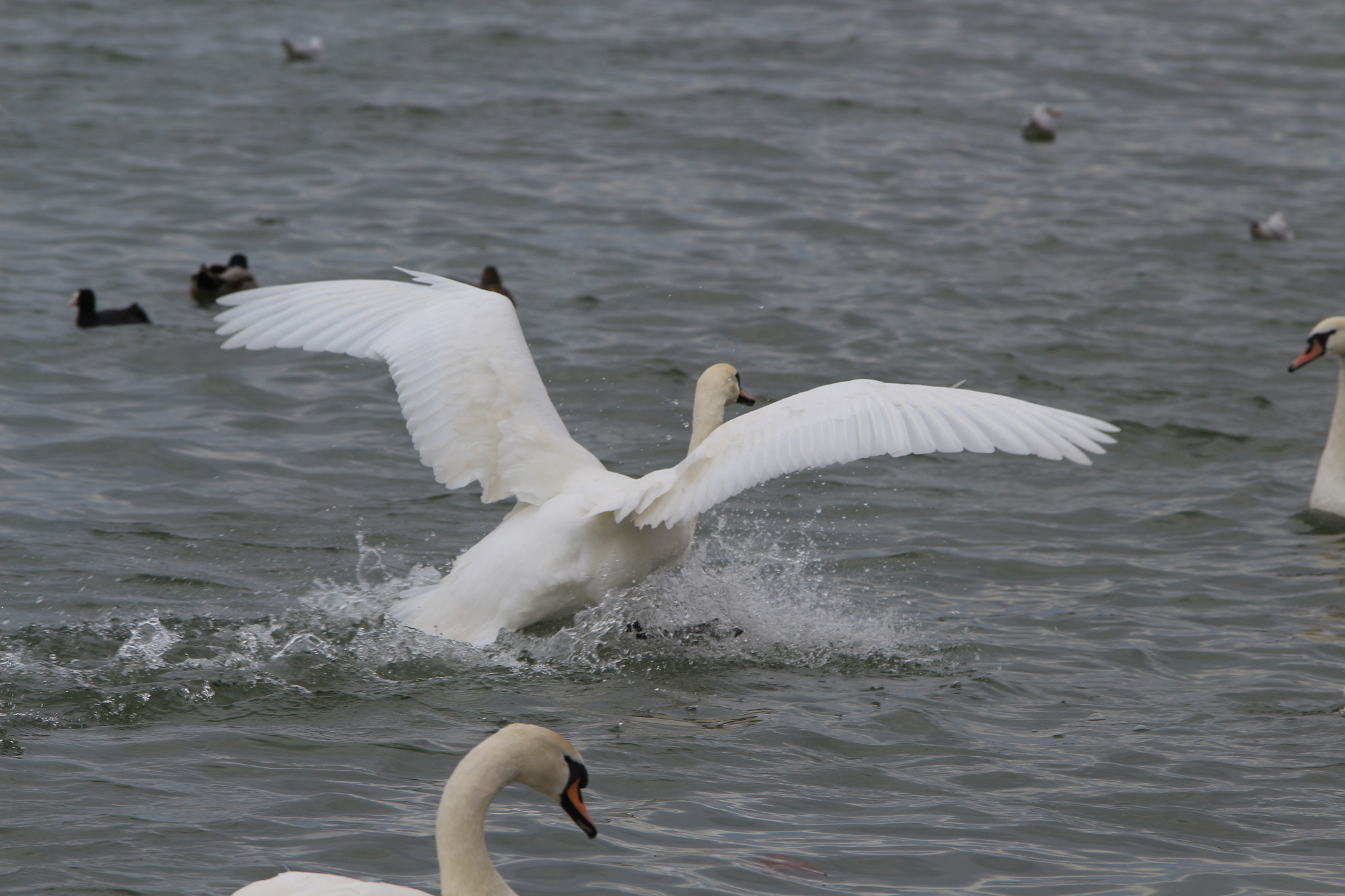 Canon EOS 700D (EOS Rebel T5i / EOS Kiss X7i) sample photo. Img photography