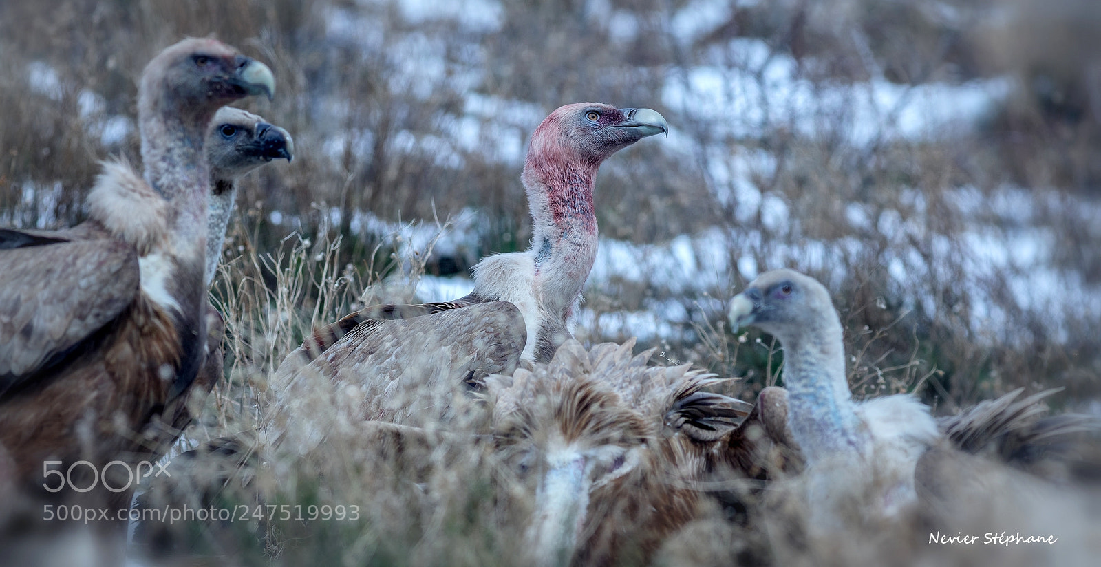 Canon EOS-1D X sample photo. Vautours - pyr n photography