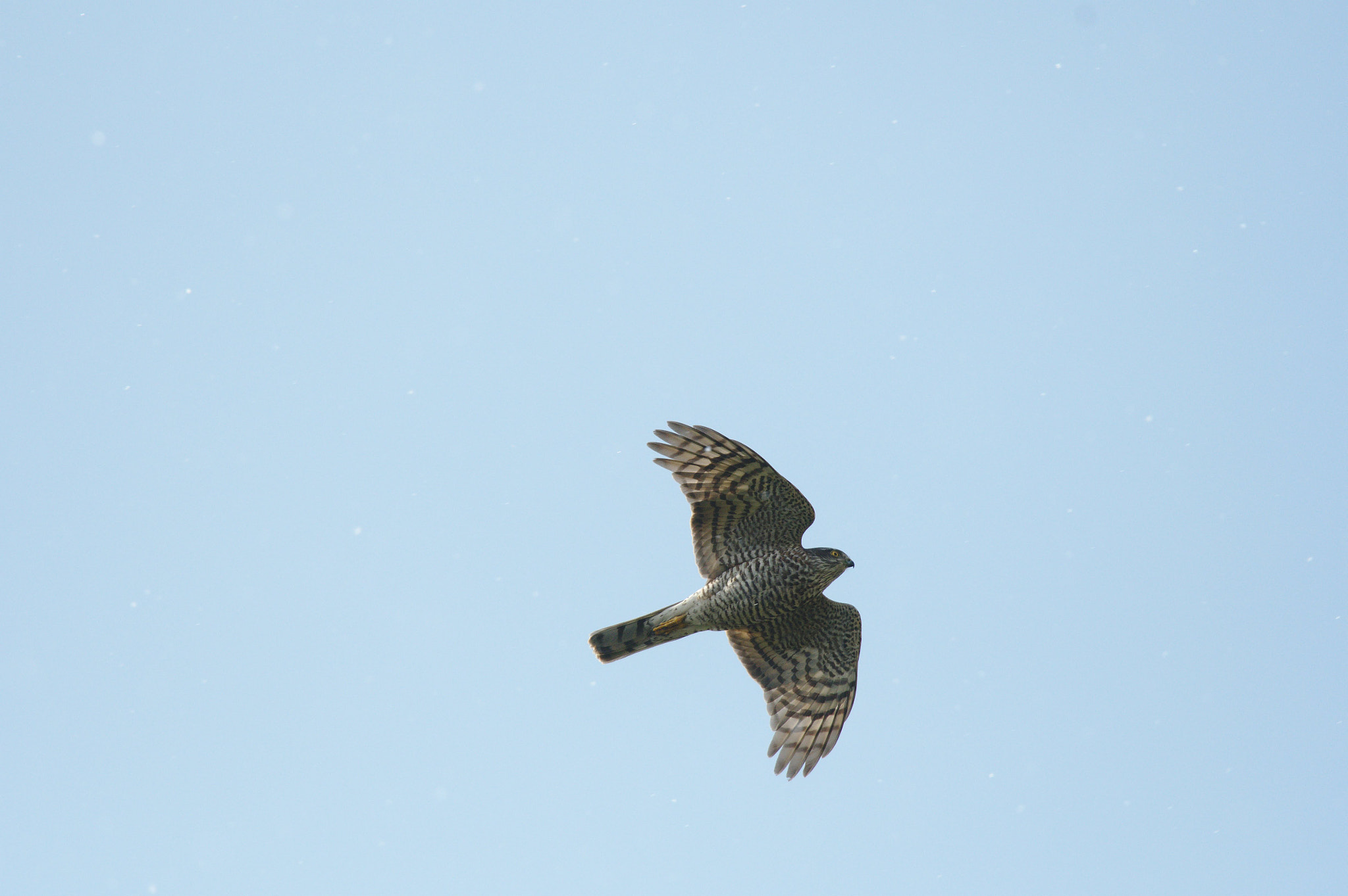 Nikon Nikkor AF-S 300mm F4E PF ED VR sample photo. Wiesenweihe photography