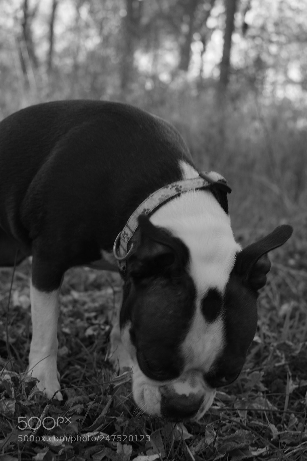 Fujifilm X-Pro1 sample photo. Dsf photography