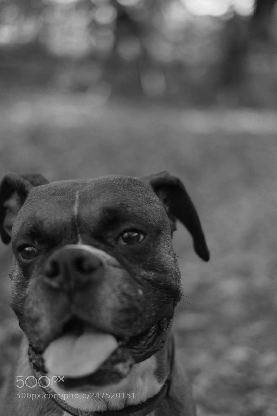 Fujifilm X-Pro1 sample photo. Dsf photography