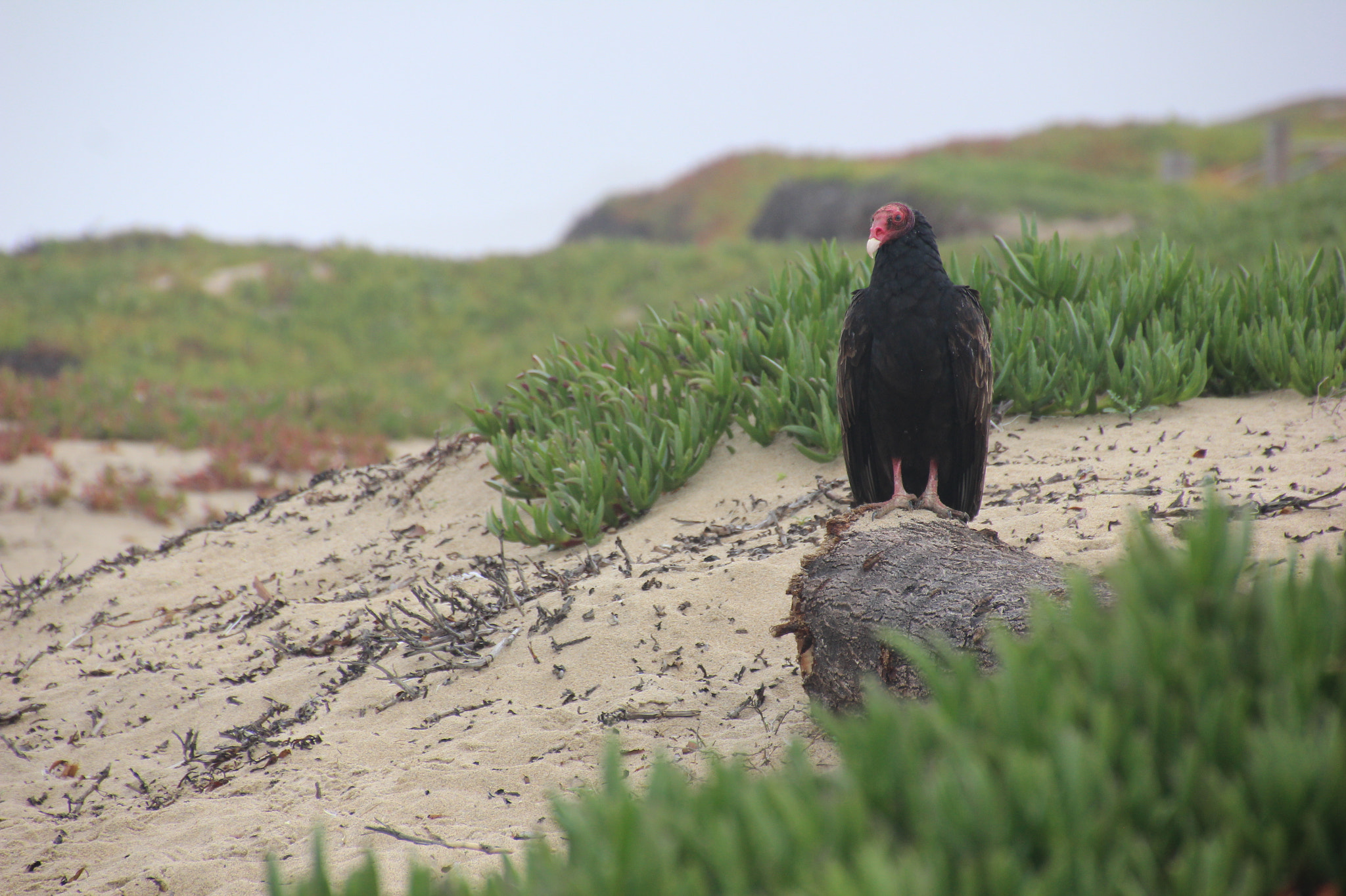 Canon EOS 600D (Rebel EOS T3i / EOS Kiss X5) sample photo. Turkey vulture photography