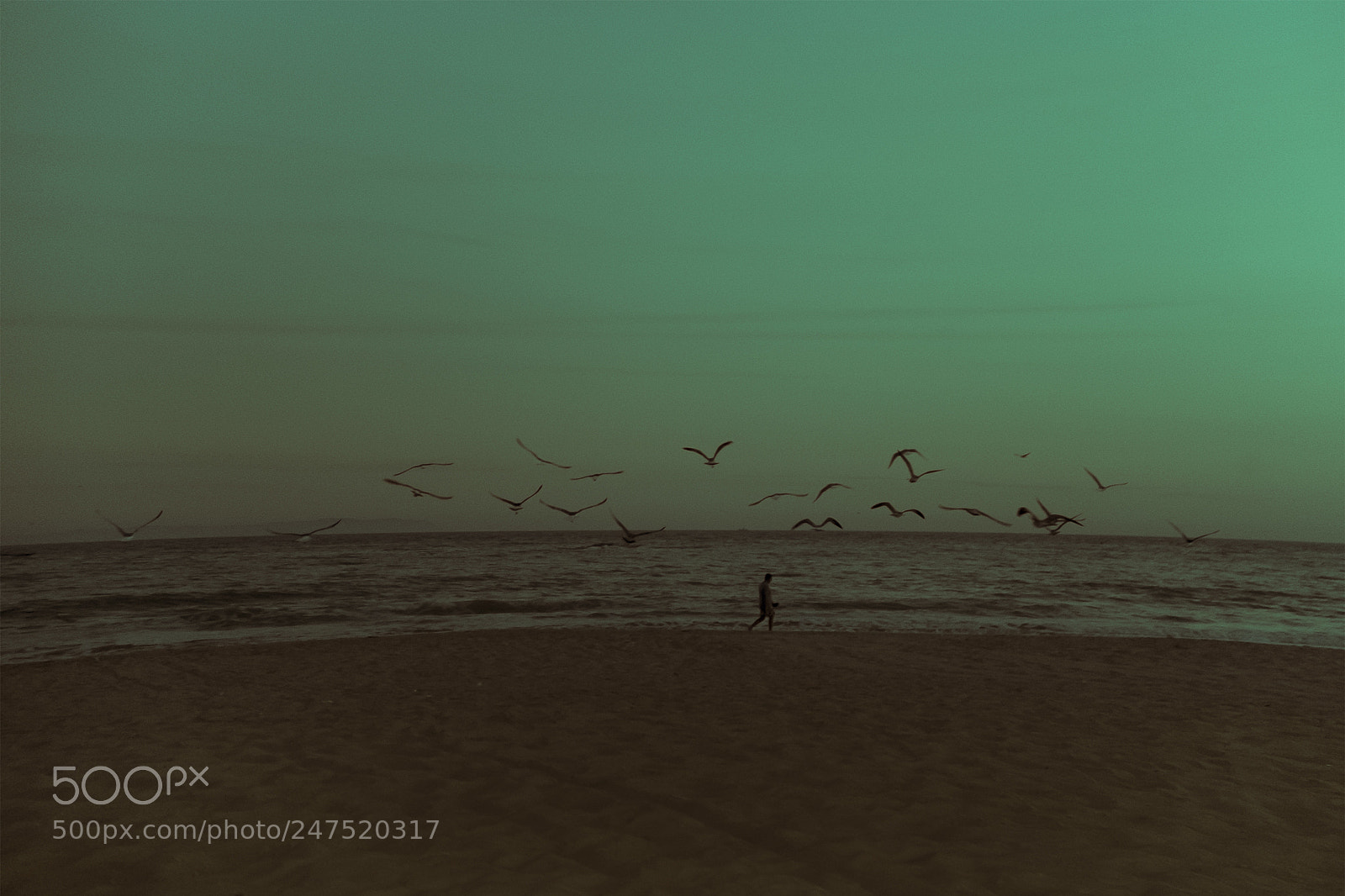 Fujifilm X30 sample photo. Seagulls photography