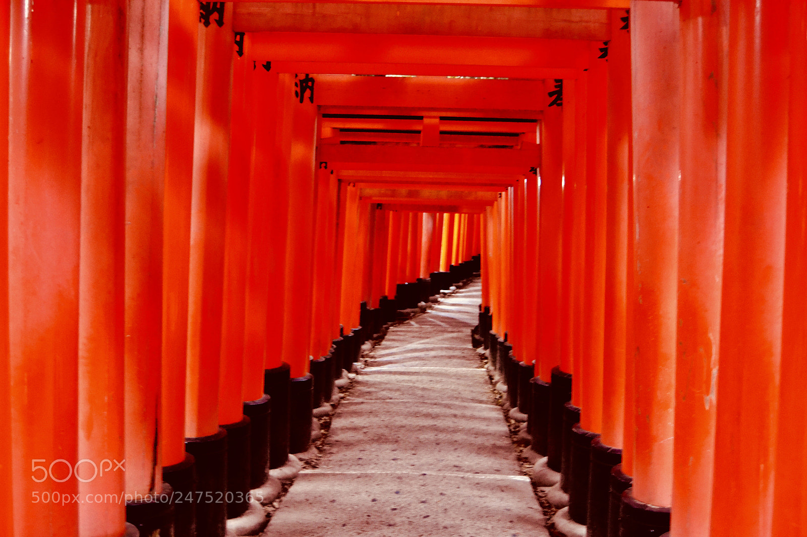 Nikon D3100 sample photo. Inari torii photography