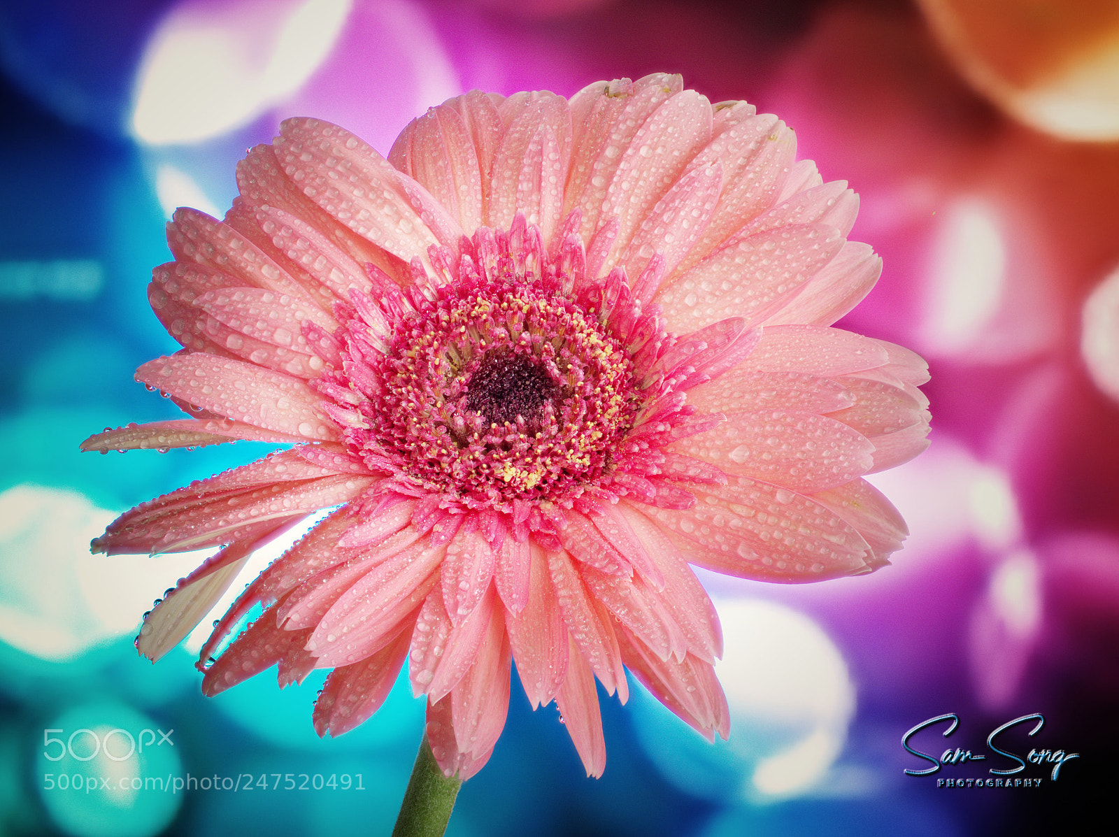 Olympus OM-D E-M10 III sample photo. Pink gerbera photography