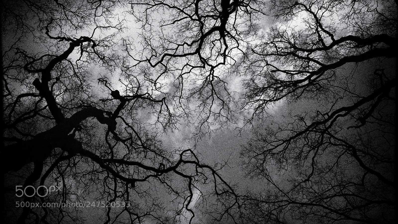 Canon EOS 5D sample photo. Trees reaching out photography