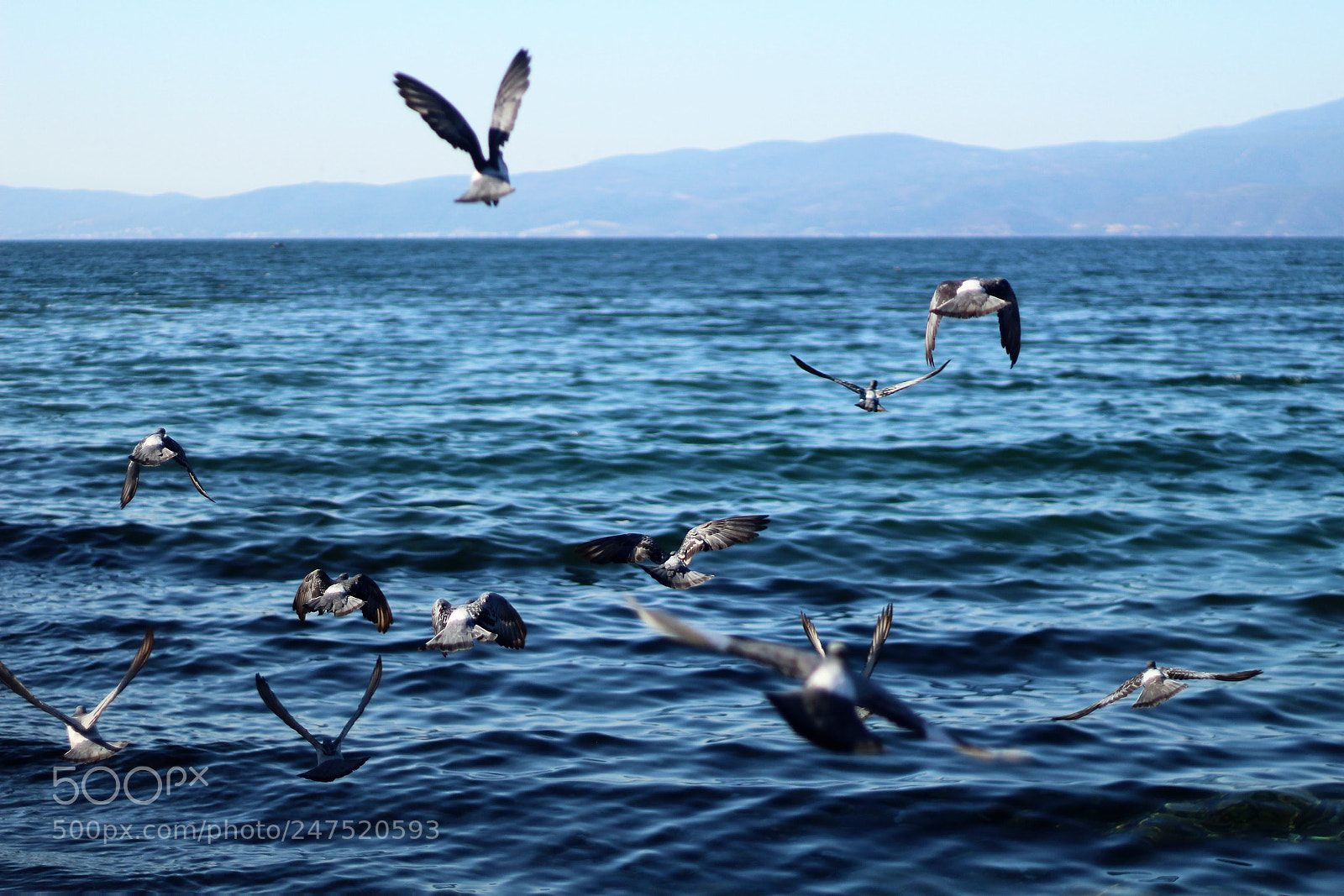 Canon EOS 100D (EOS Rebel SL1 / EOS Kiss X7) sample photo. Birde photography