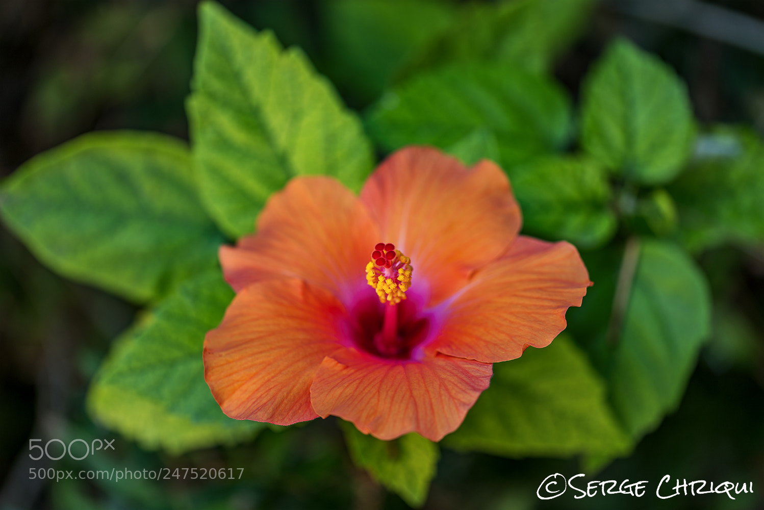 Nikon D800E sample photo. Orange hibiscus photography