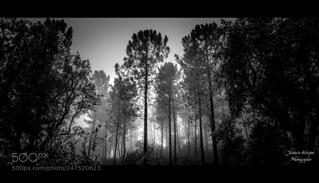 Nikon D7100 sample photo. A travers la for photography