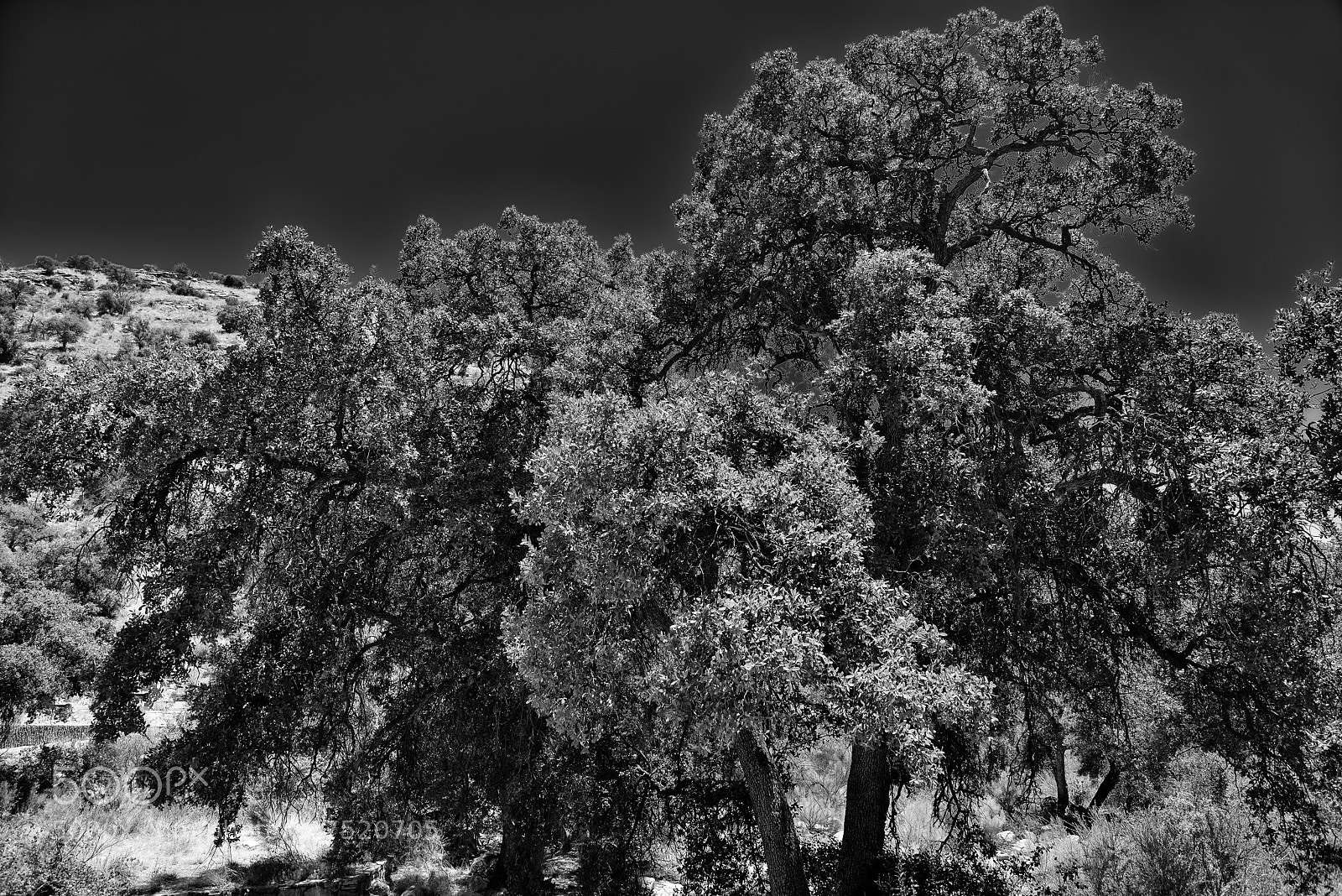 Nikon D800E sample photo. A lone tree in photography