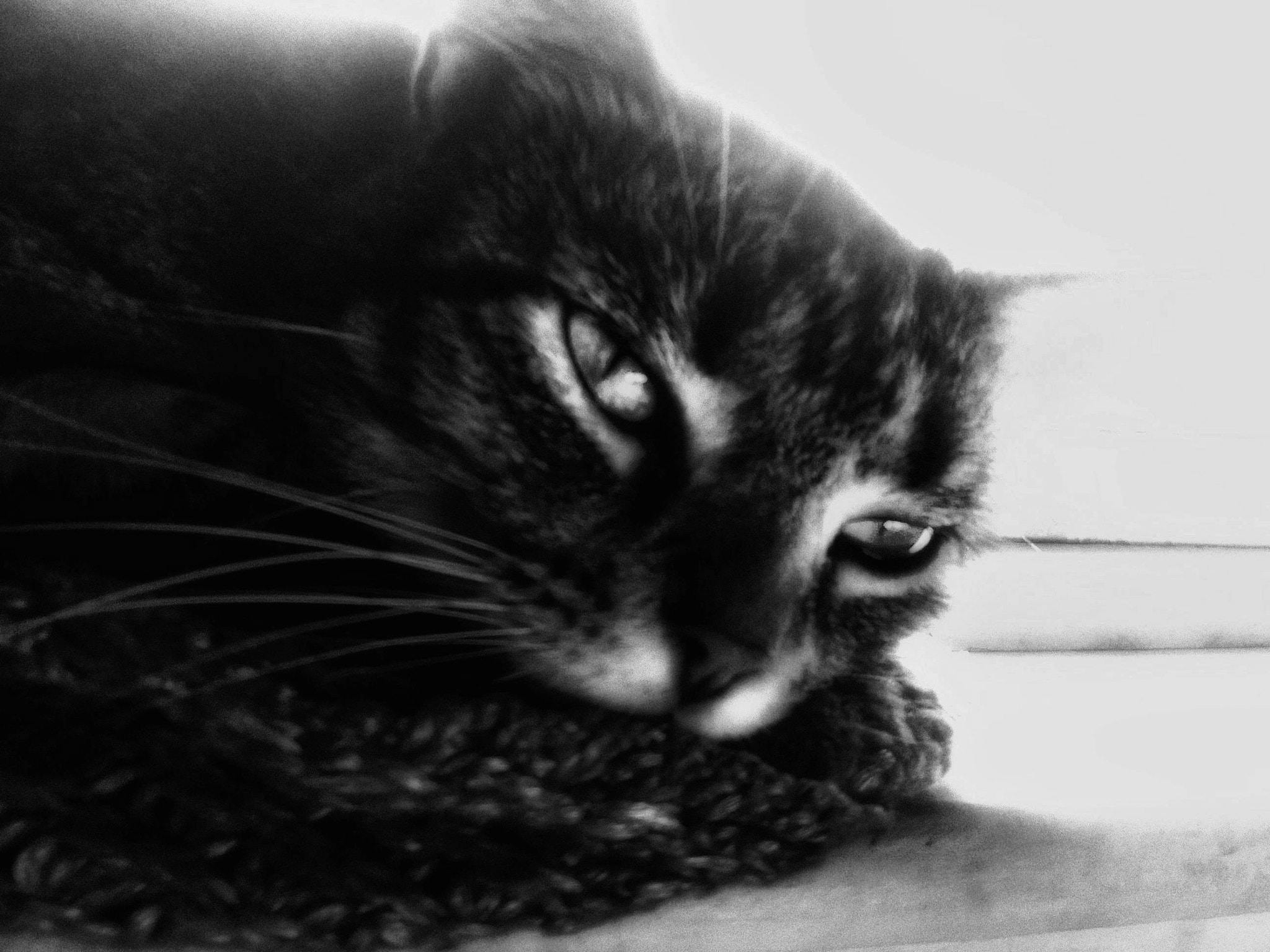 Samsung Galaxy Core Prime sample photo. Tabby cat in black and  white photography