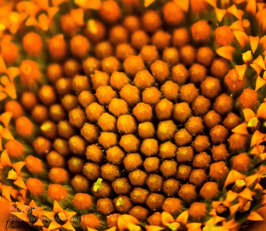 Nikon D3400 sample photo. Pistilo. photography