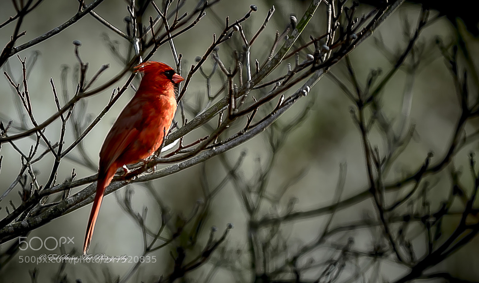 Canon EOS 7D Mark II sample photo. Cardinal, enjoying the early photography
