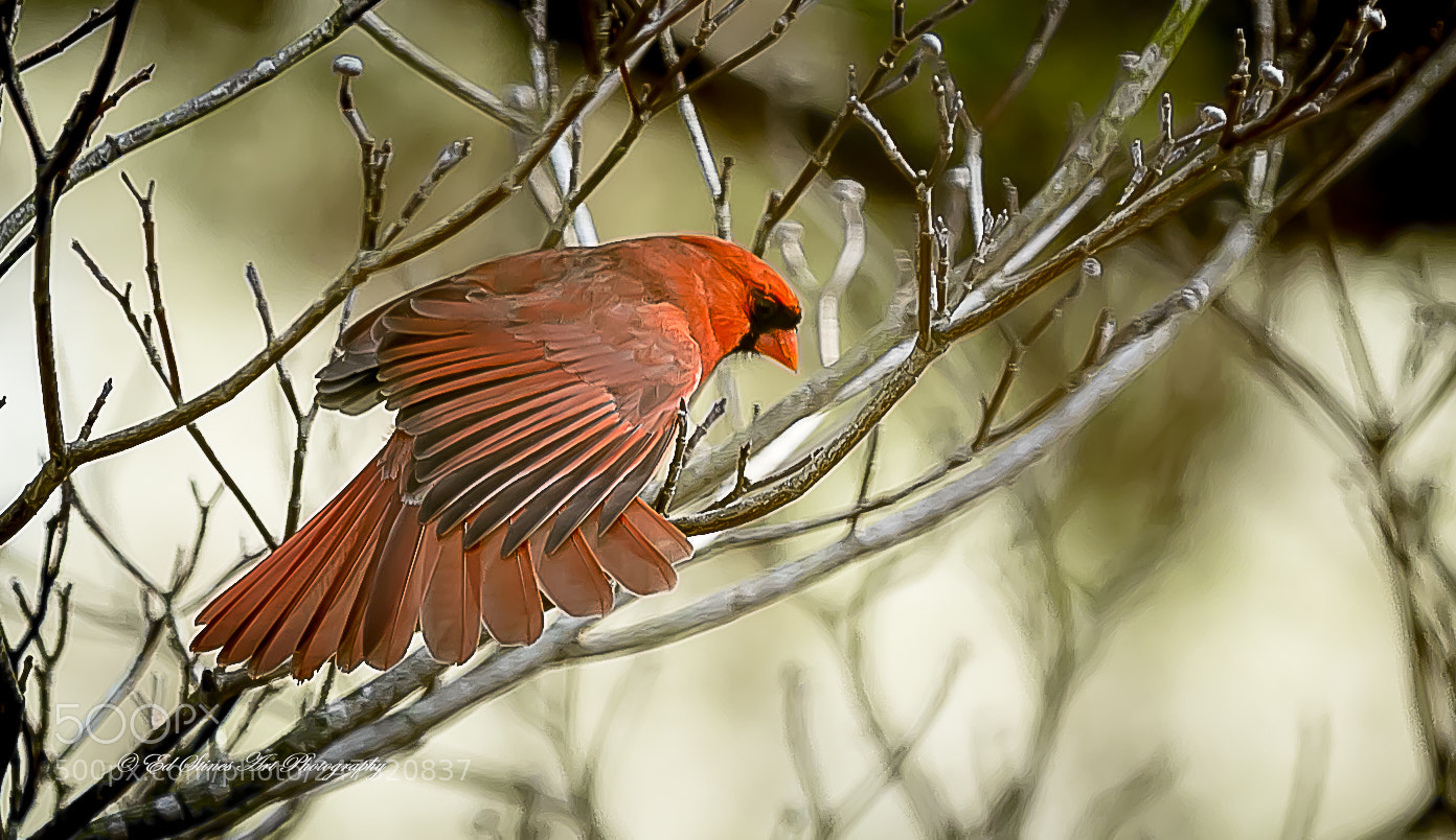 Canon EOS 7D Mark II sample photo. Cardinal stretching its wings photography