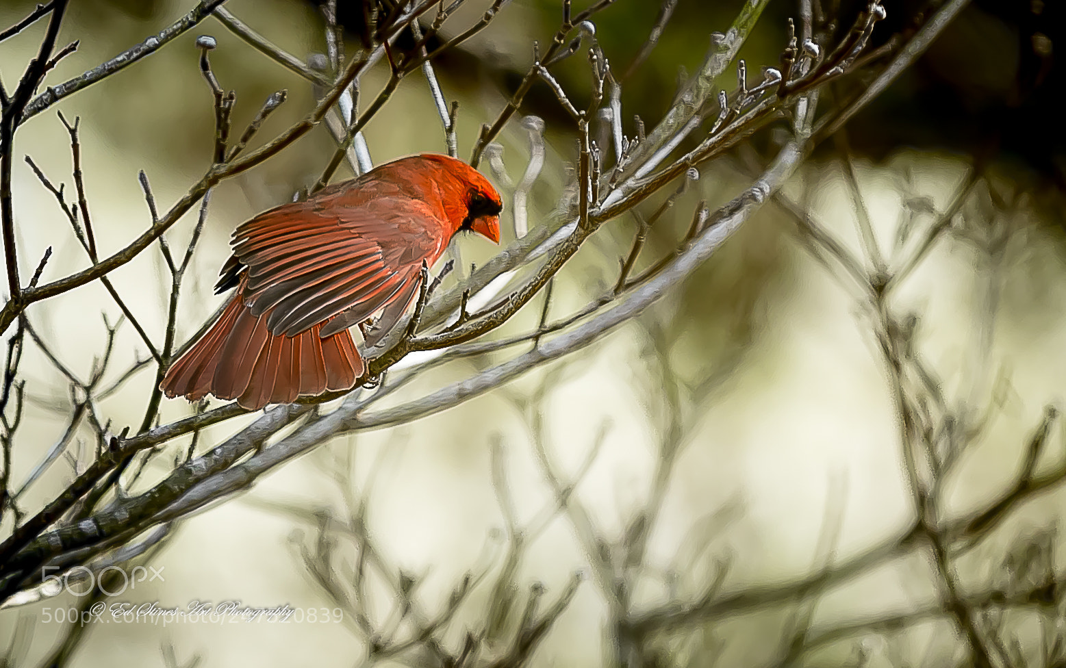 Canon EOS 7D Mark II sample photo. Cardinal stretching its wings photography