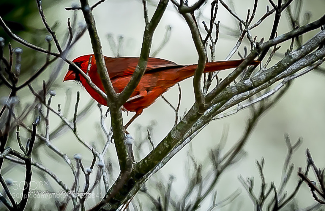 Canon EOS 7D Mark II sample photo. Cardinal in the trees photography
