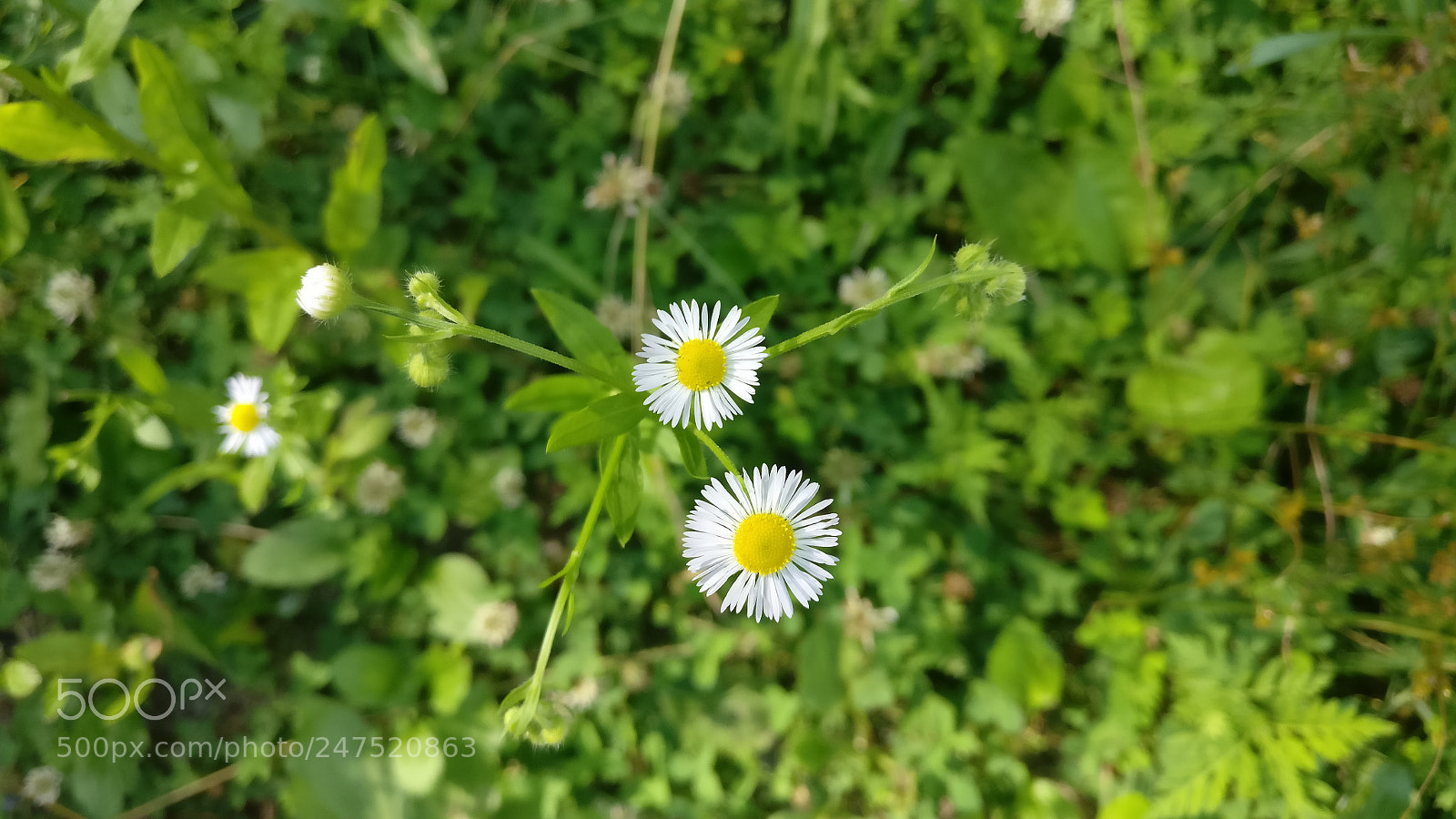 OnePlus A3000 sample photo. Soaking in sunlight photography