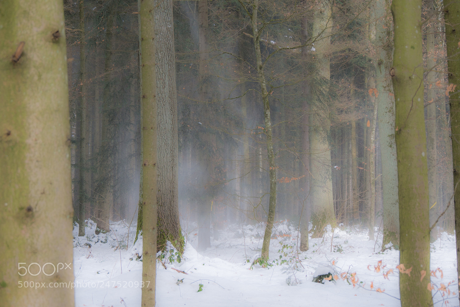 Panasonic DMC-G70 sample photo. Snowy woods photography