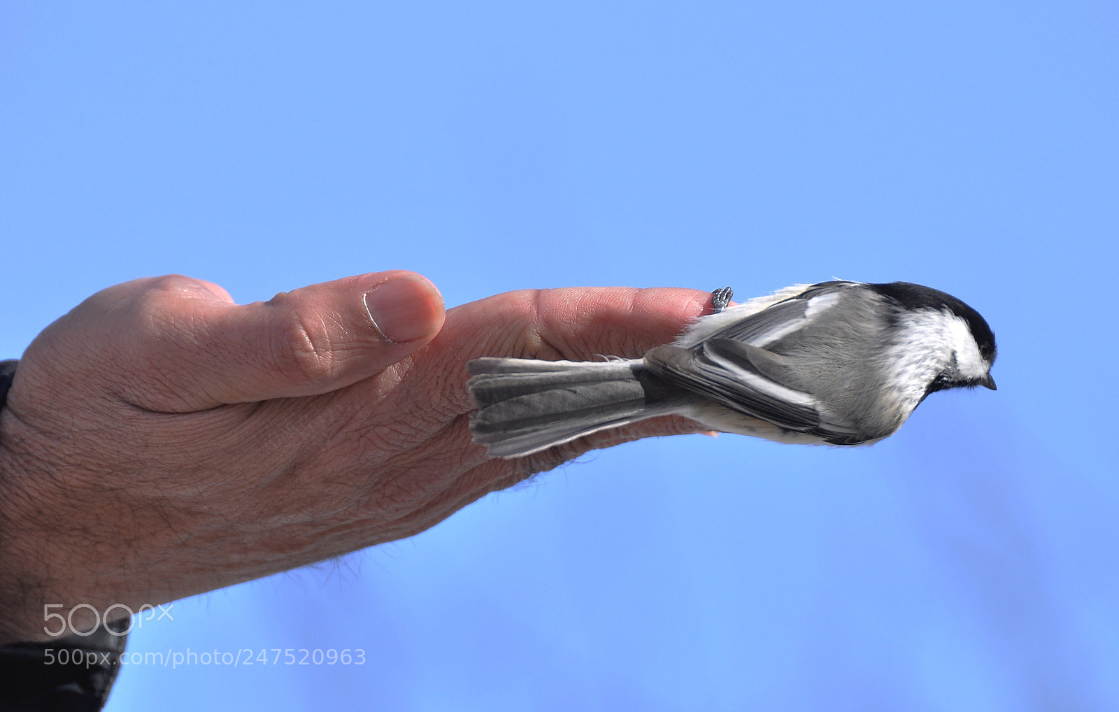 Nikon D90 sample photo. Chickadee photography