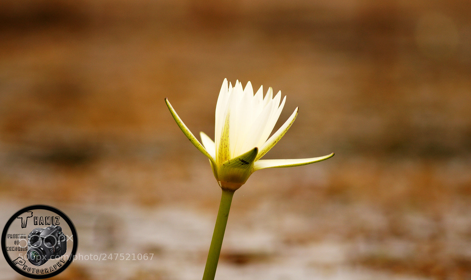 Sony SLT-A58 sample photo. Flower in pond photography