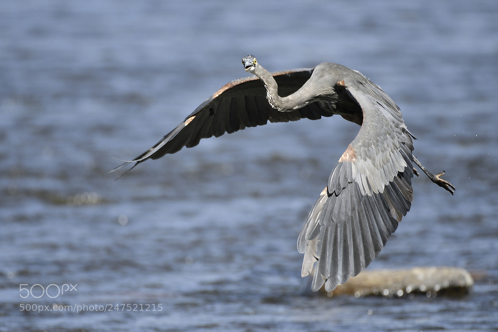 Nikon D500 sample photo. Great heron in flight photography