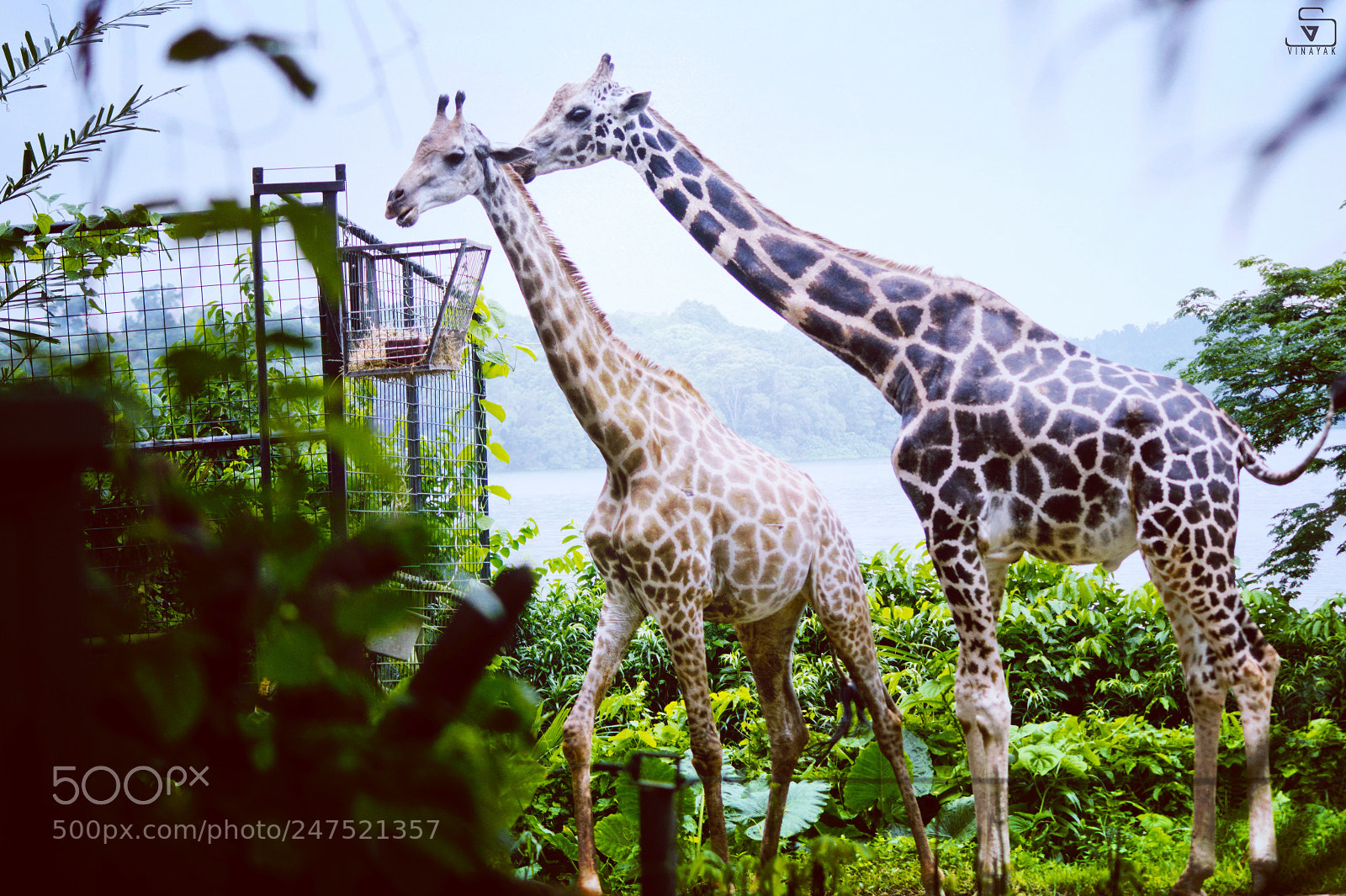 Sony SLT-A58 sample photo. Tallest living terrestrial animal photography