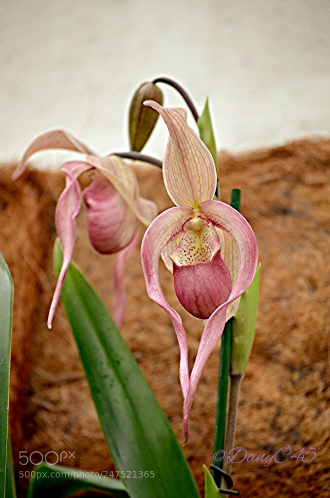 Nikon D5100 sample photo. Fleurs photography