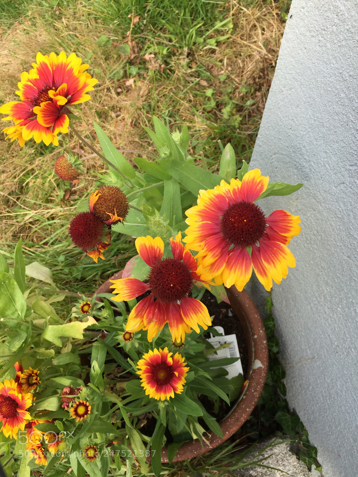 Apple iPhone 6 sample photo. Untitled photography