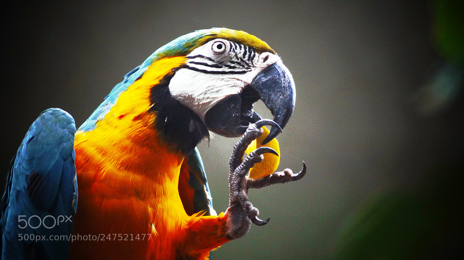 Sony SLT-A58 sample photo. Parrot photography
