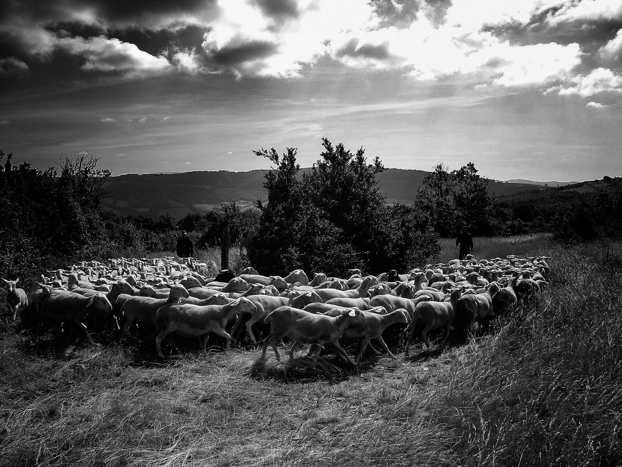 Sony DSC-S600 sample photo. "gardarem lo larzac"... photography