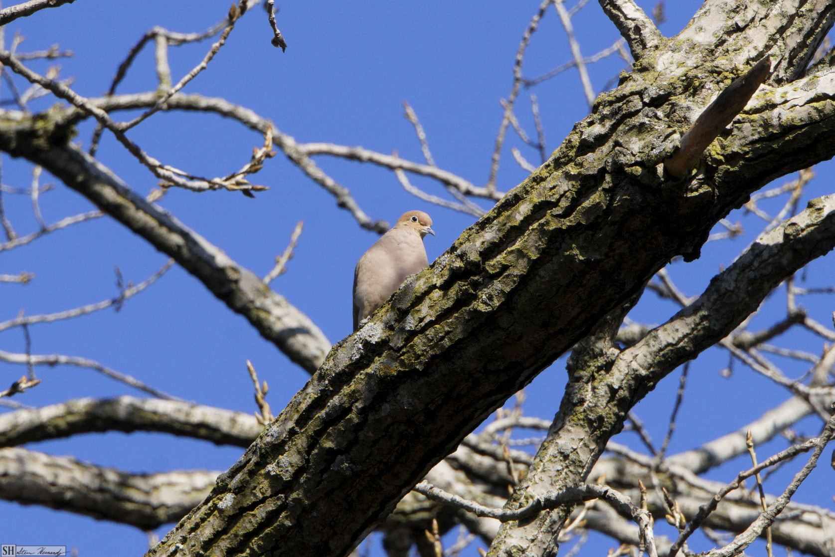Sony E 55-210mm F4.5-6.3 OSS sample photo. () photography