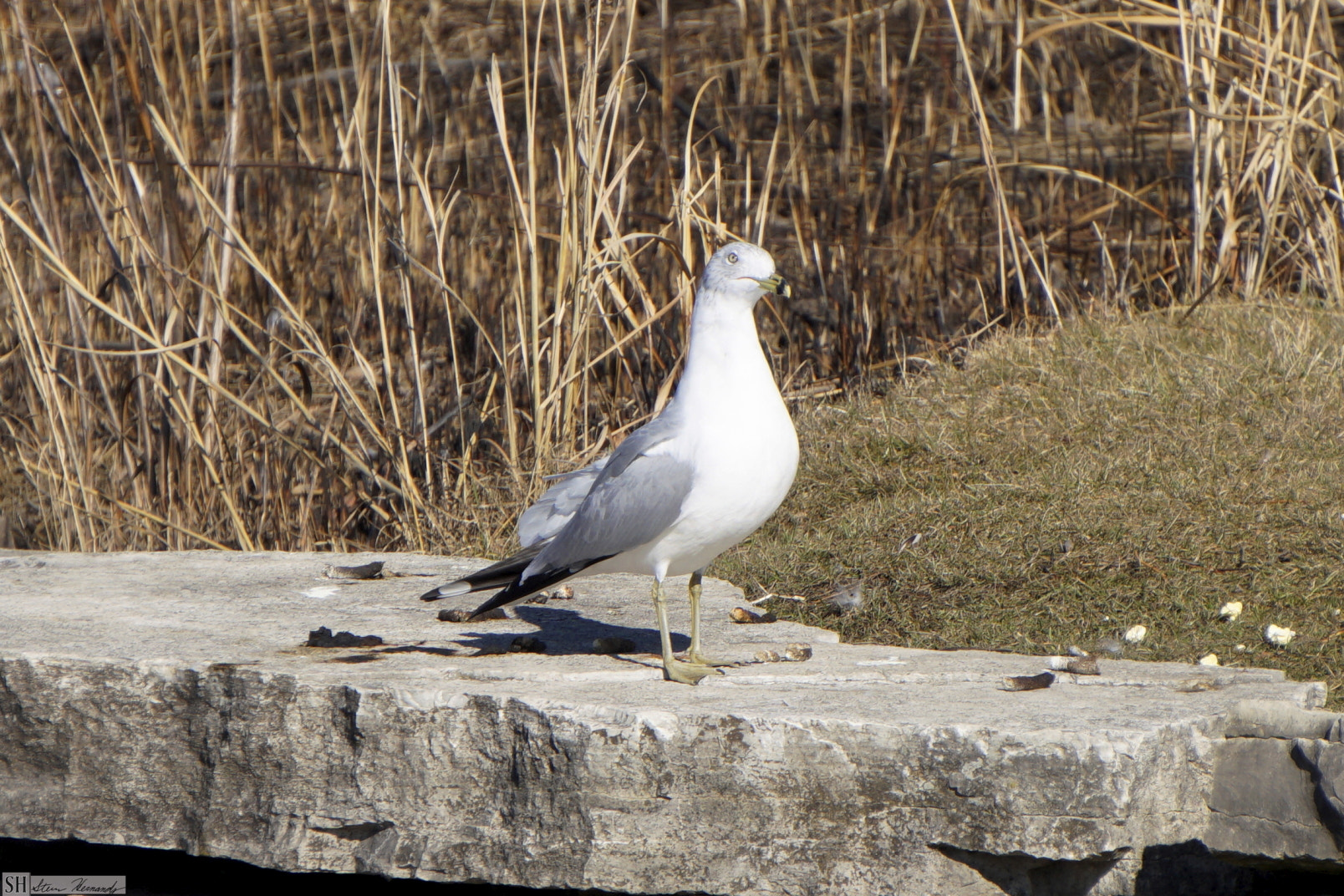 Sony E 55-210mm F4.5-6.3 OSS sample photo. () photography