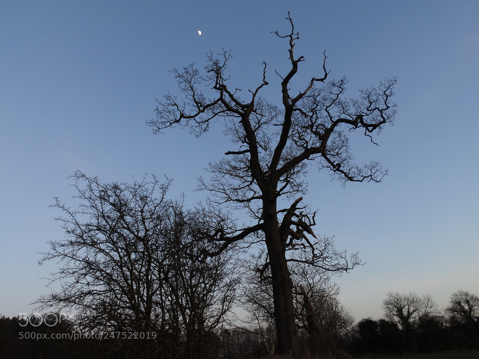 Sony Cyber-shot DSC-HX300 sample photo. Moonlit tree photography