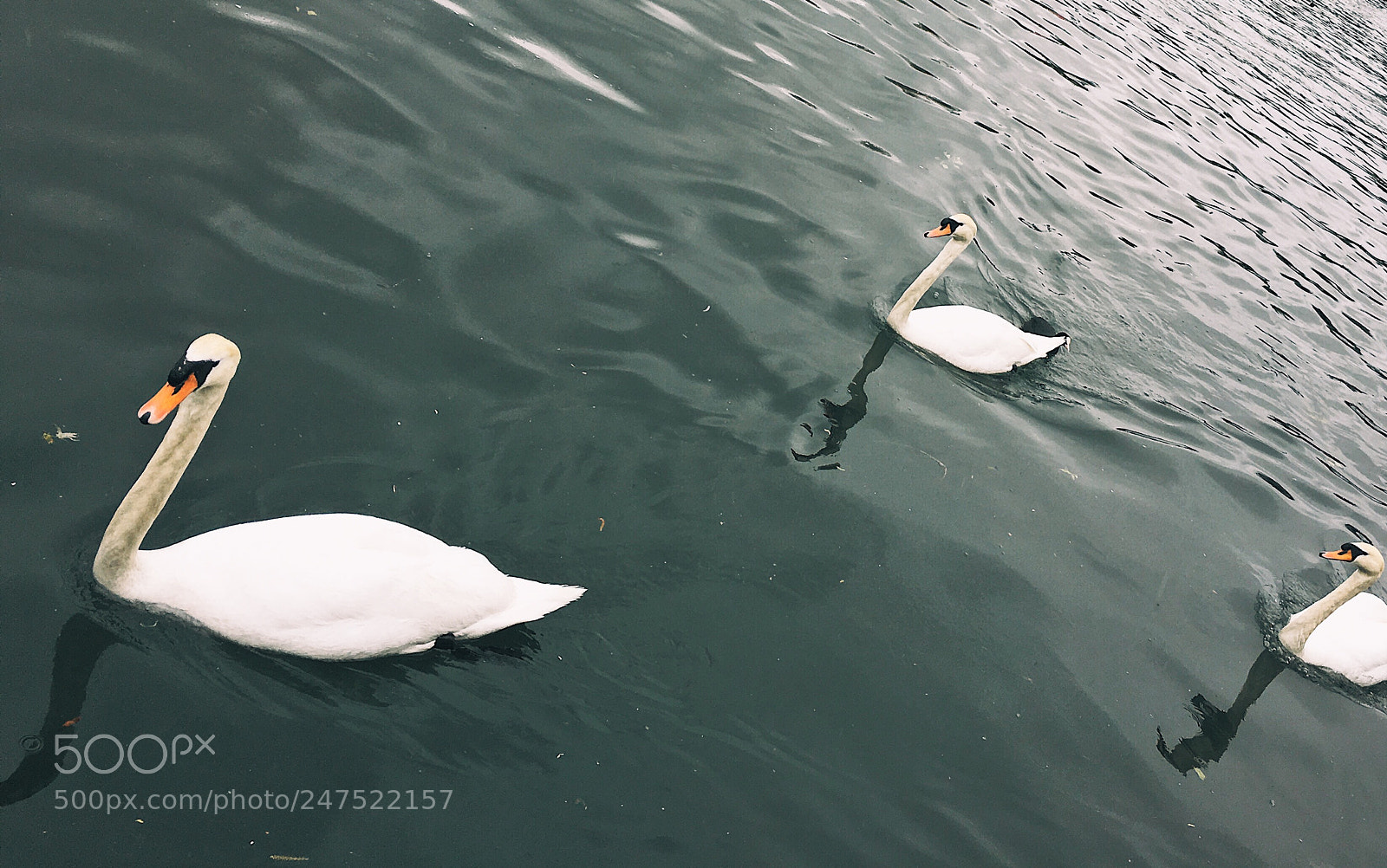Apple iPhone 6s sample photo. Swans photography