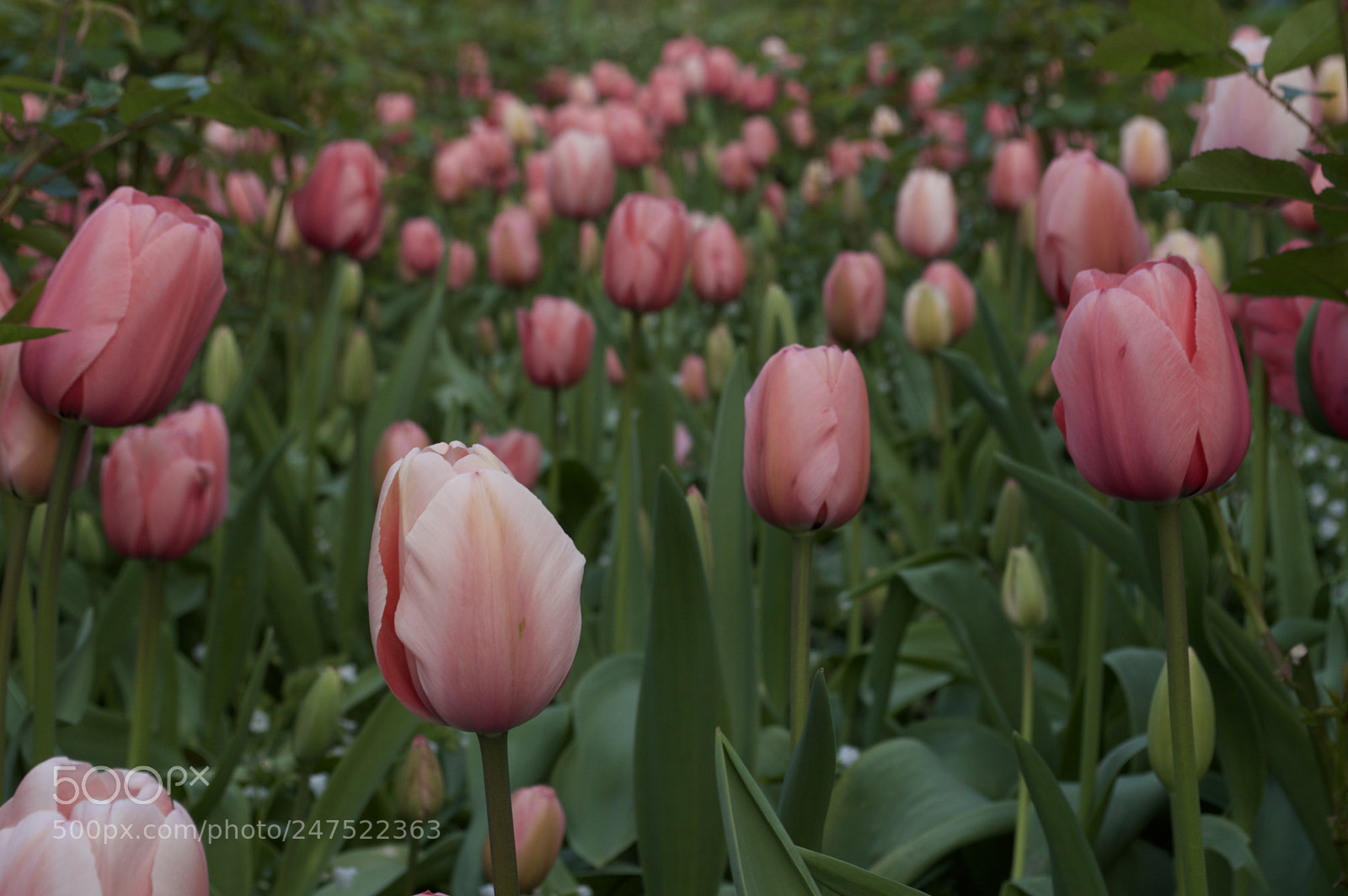 Nikon D3200 sample photo. Pink flowers photography