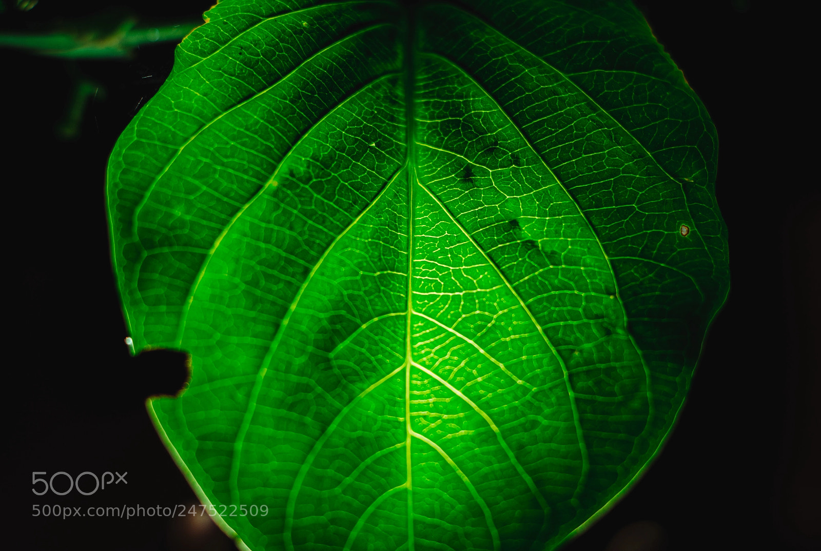 Nikon D5100 sample photo. Green neon photography