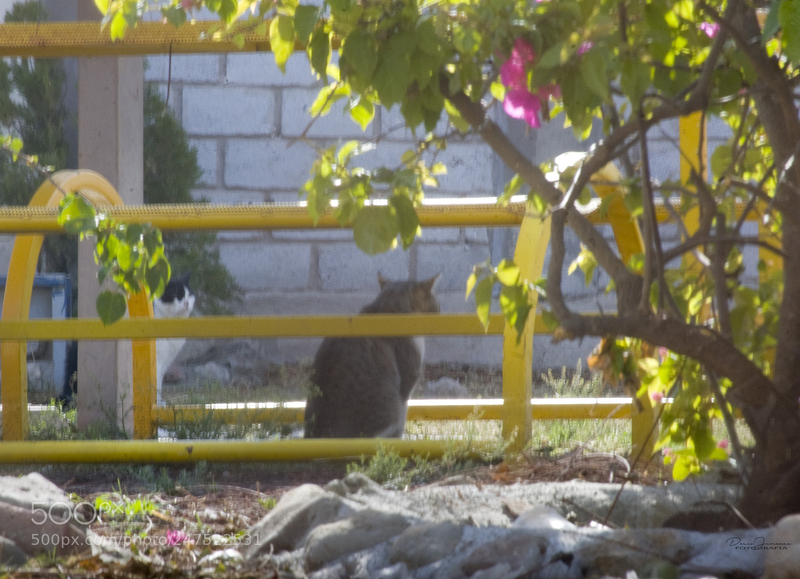 Nikon D50 sample photo. Lovecats photography