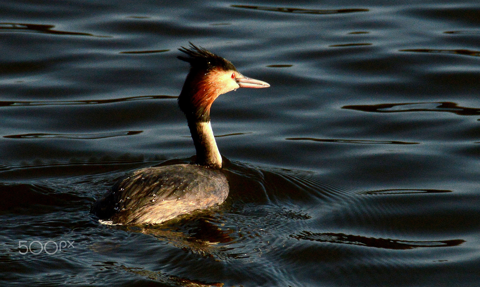 Nikon D3200 + Sigma 18-250mm F3.5-6.3 DC Macro OS HSM sample photo. Fisher of the lake photography