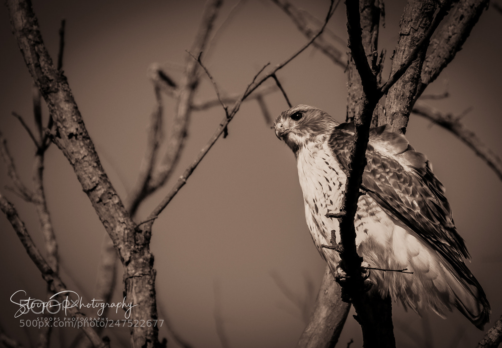 Canon EOS 80D sample photo. The hawks lifeedited mg photography