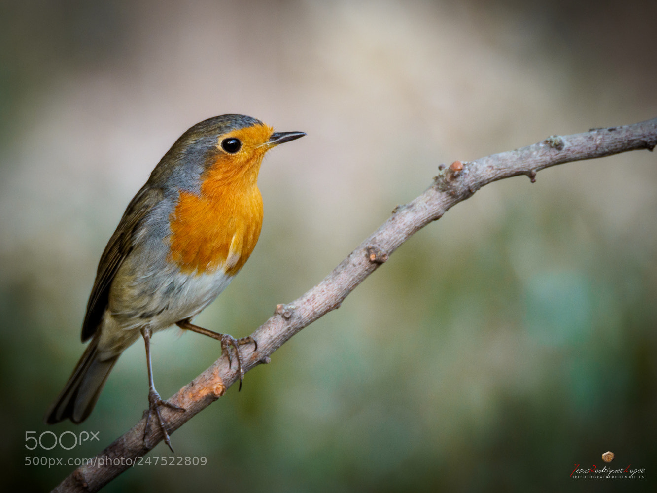 Olympus OM-D E-M1 Mark II sample photo. Robin de los bosques photography