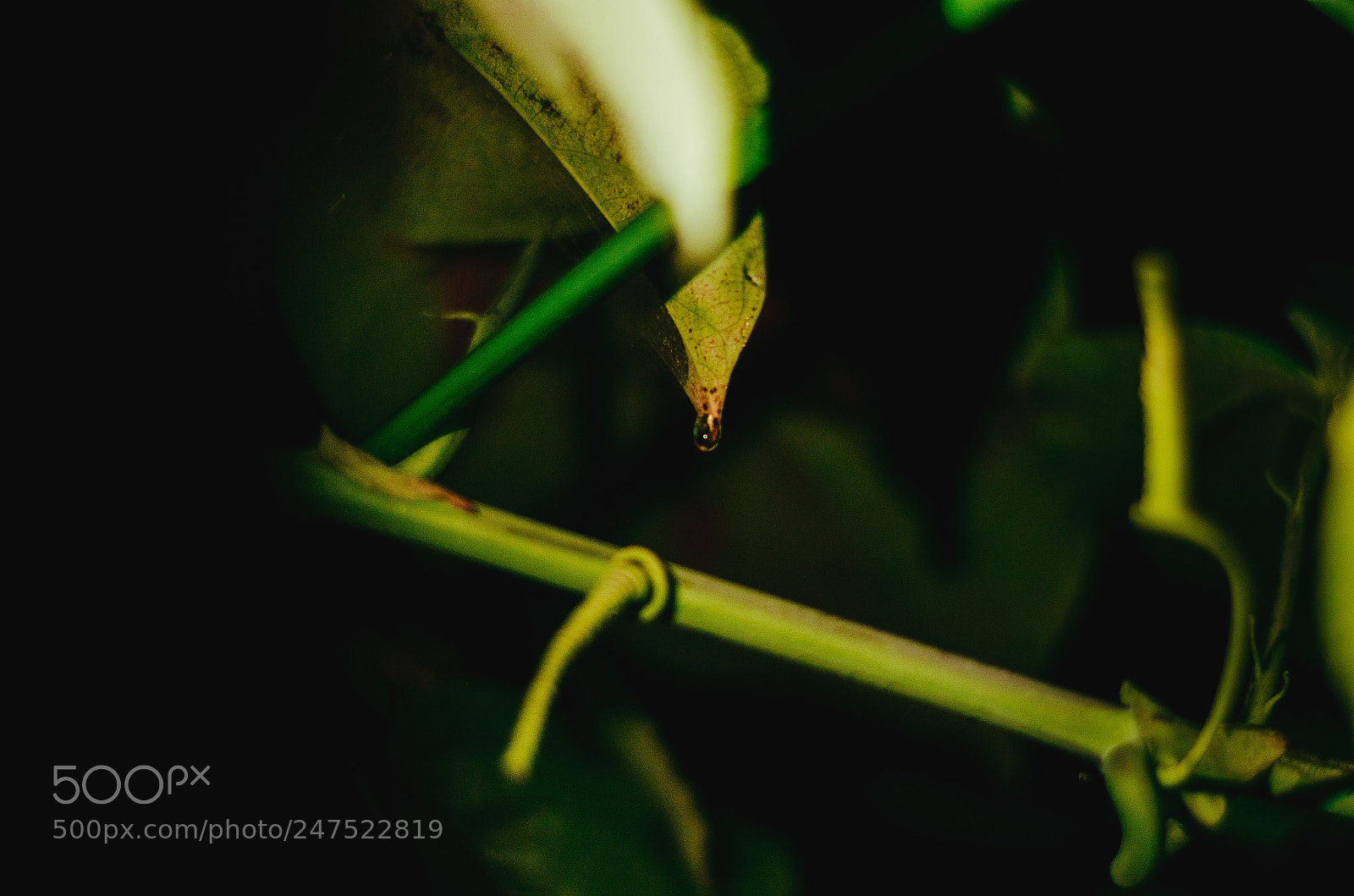 Nikon D5100 sample photo. Un instante photography