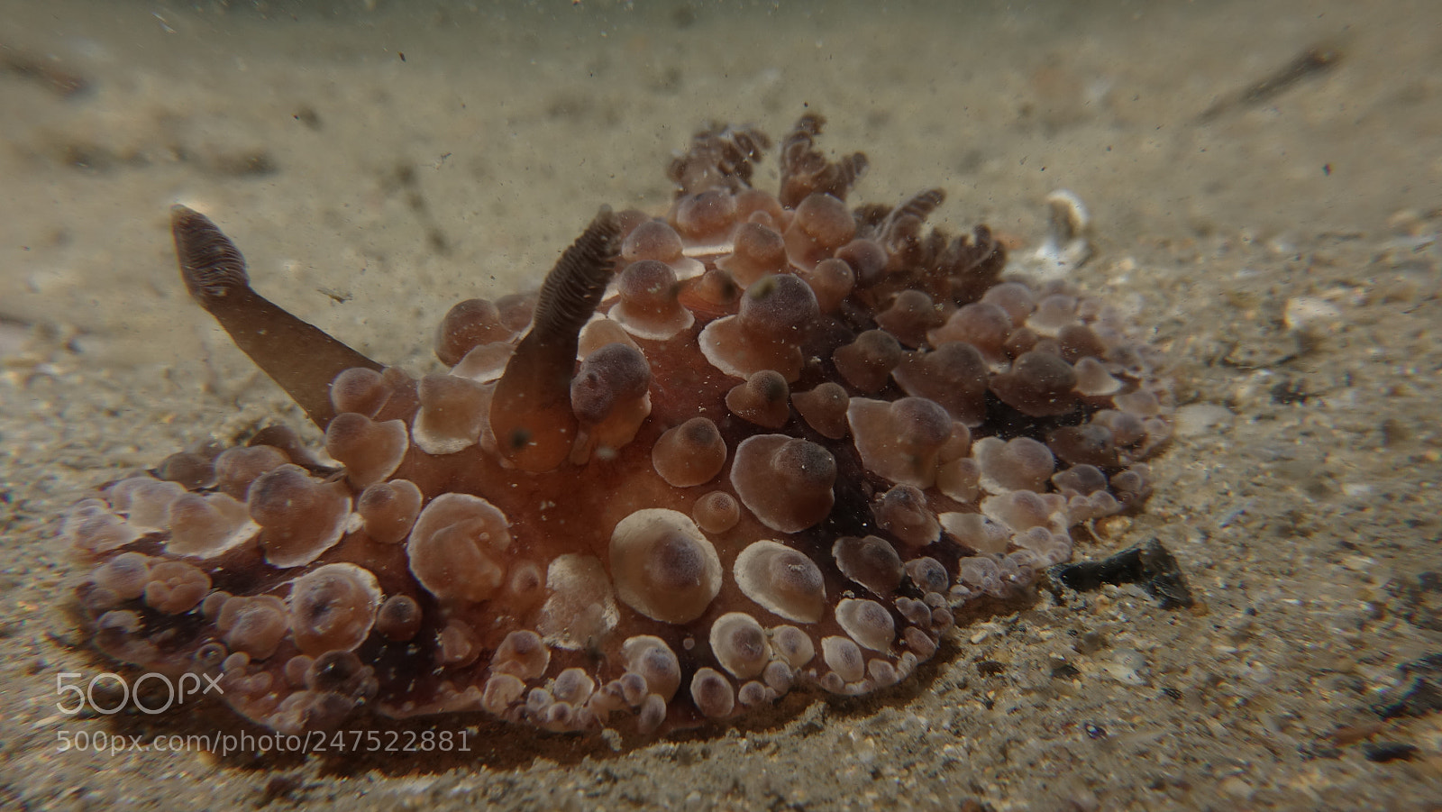 Sony DSC-RX100M5 sample photo. Nudi taken at the photography