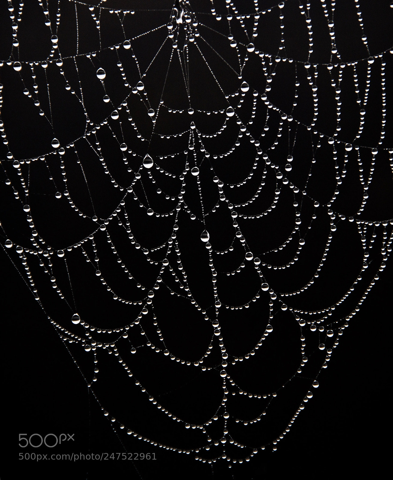 Canon EOS 50D sample photo. Spiderweb photography