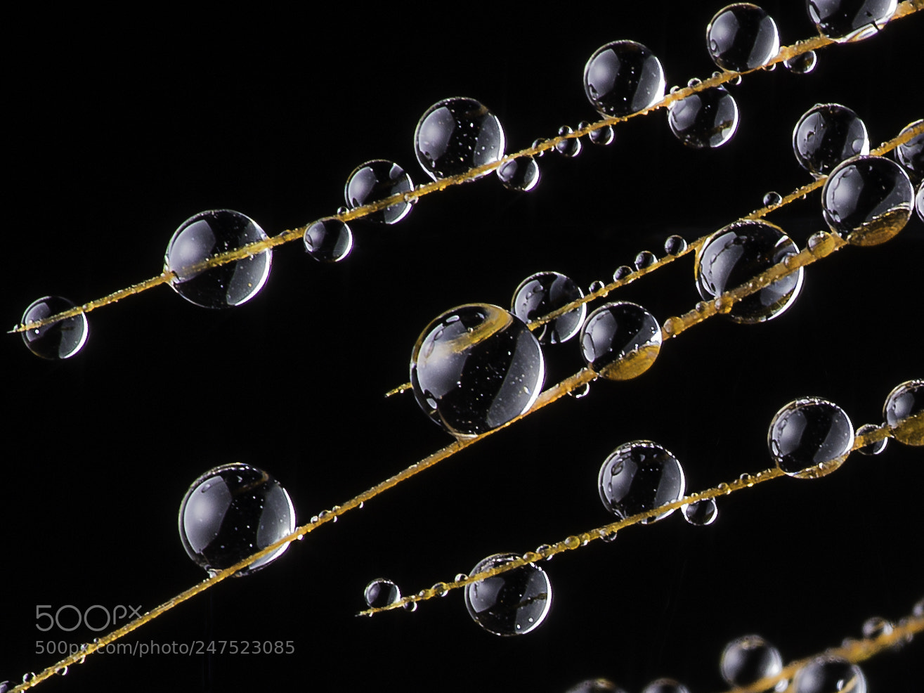 Hasselblad X1D-50c sample photo. Droplets photography